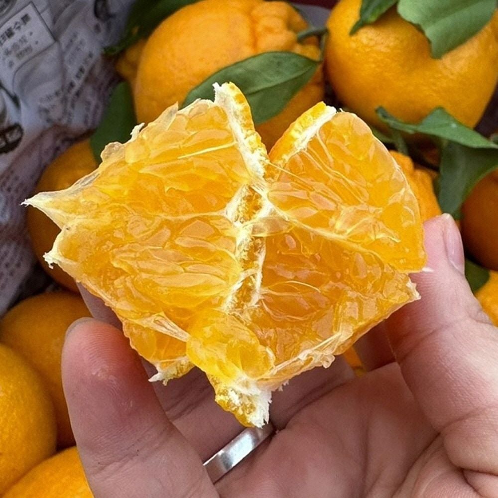 한라봉 선물용 5kg 특품