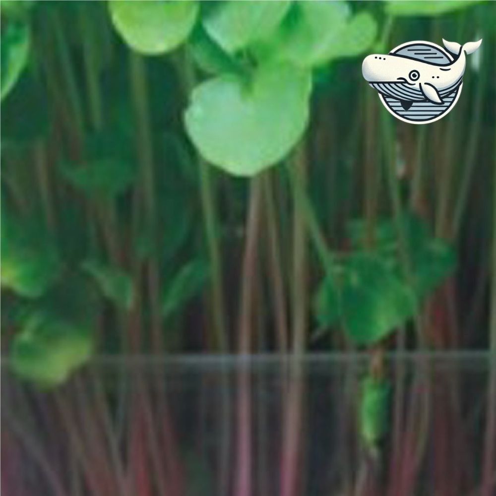 새싹 메밀 재배용 씨앗 300g 건강한 집밥