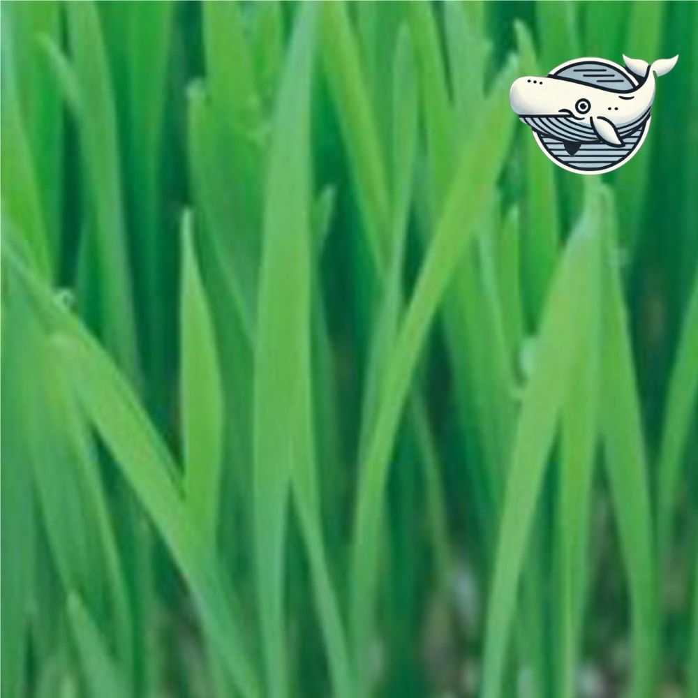 새싹재배용 야채 씨앗 600g 건강한 영양 밀