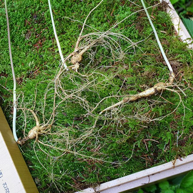 (9206)(B) (산삼) 산양산삼 11년이상 5뿌리 + 금보자기