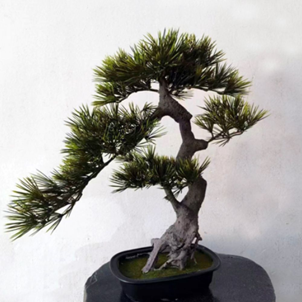 조화나무 50cm 8P 흑송