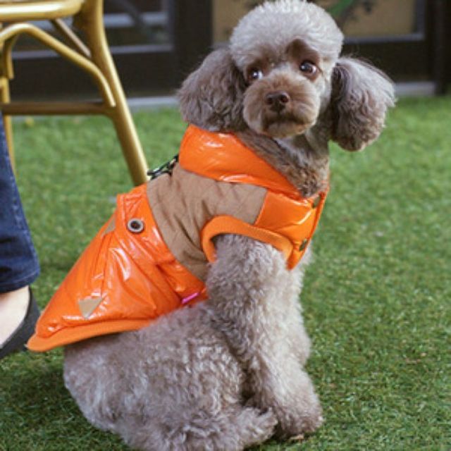 (패리스독) 강이지 고양이 웨스턴 패딩