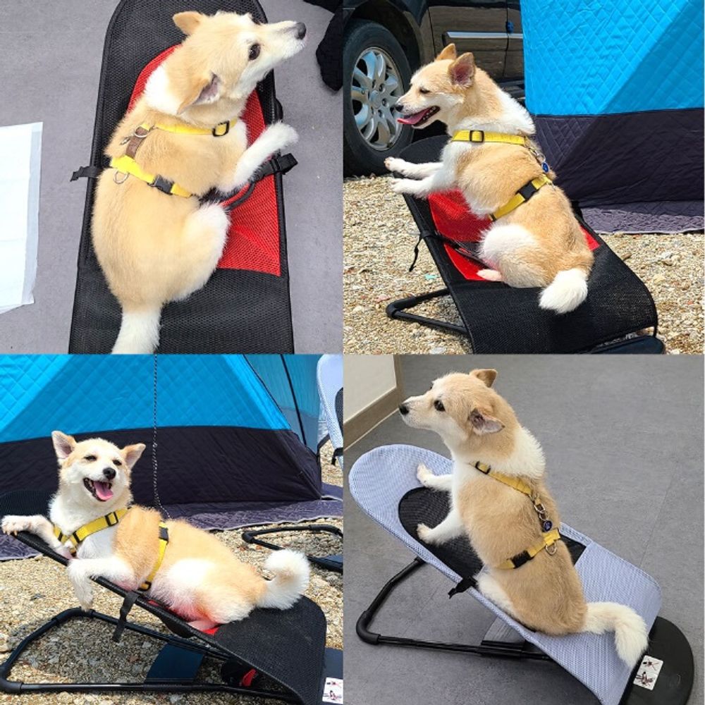 강아지해먹 강아지흔들의자 캠핑의자 펫 바운서