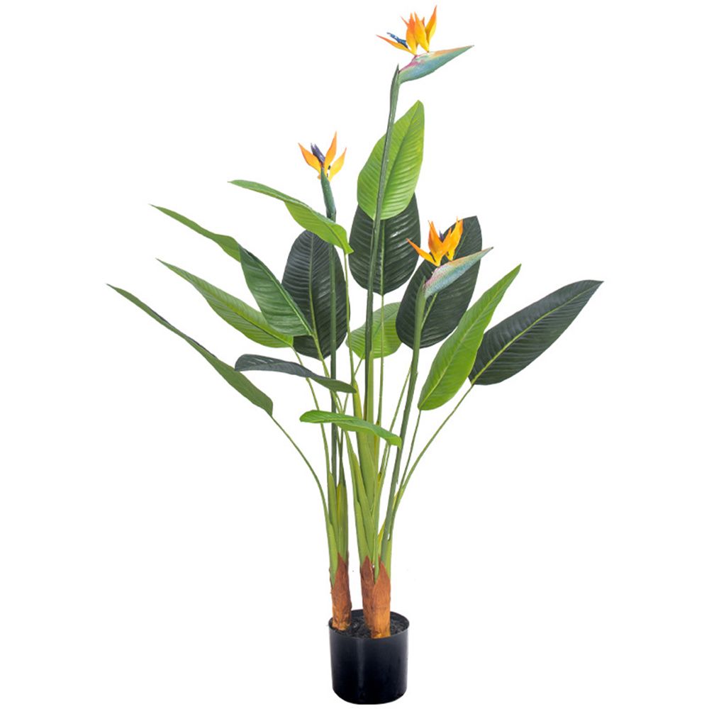 조화 극락조 120cm