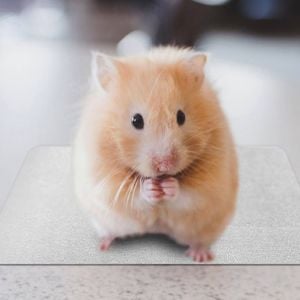 강아지 쿨매트