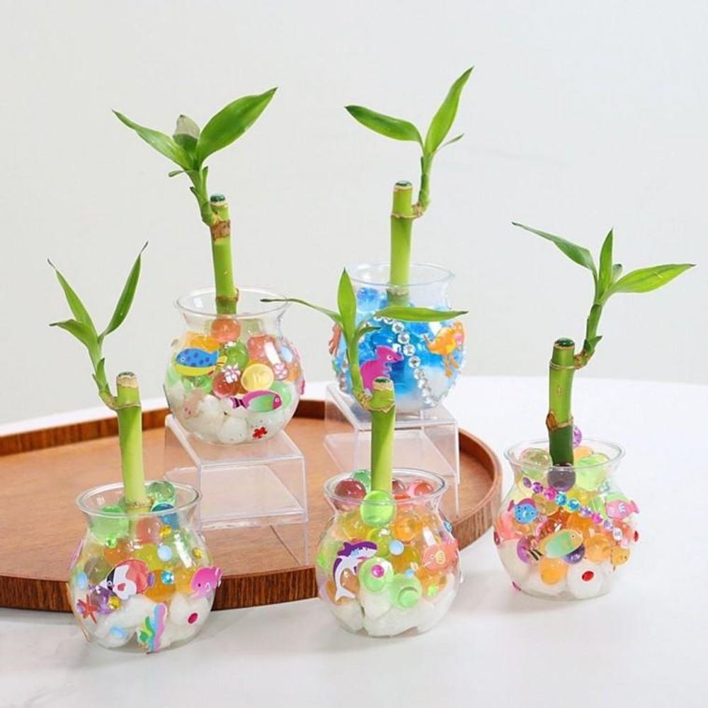 DIY 개운죽 어항 만들기 키트 수경 식물키우기 50개