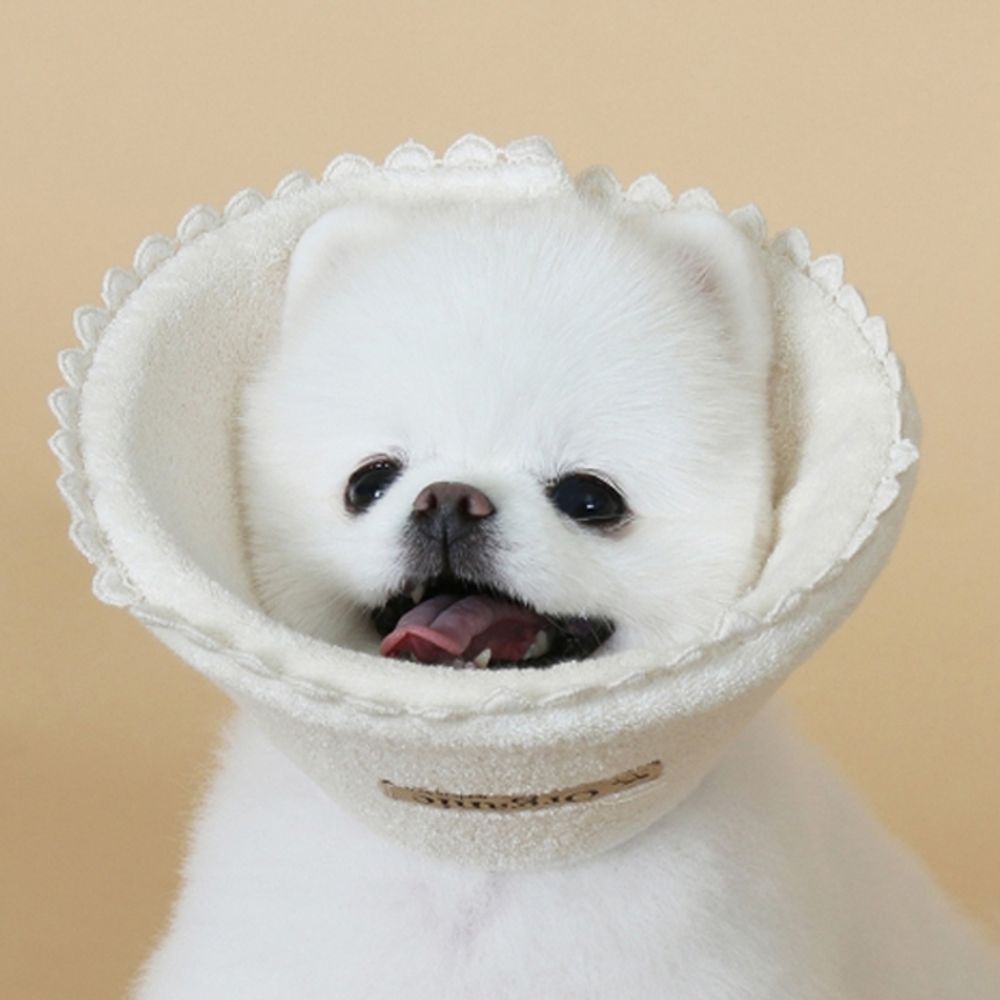 강아지 넥카라 오가닉 일상 1P 고양이 행동교정 수술