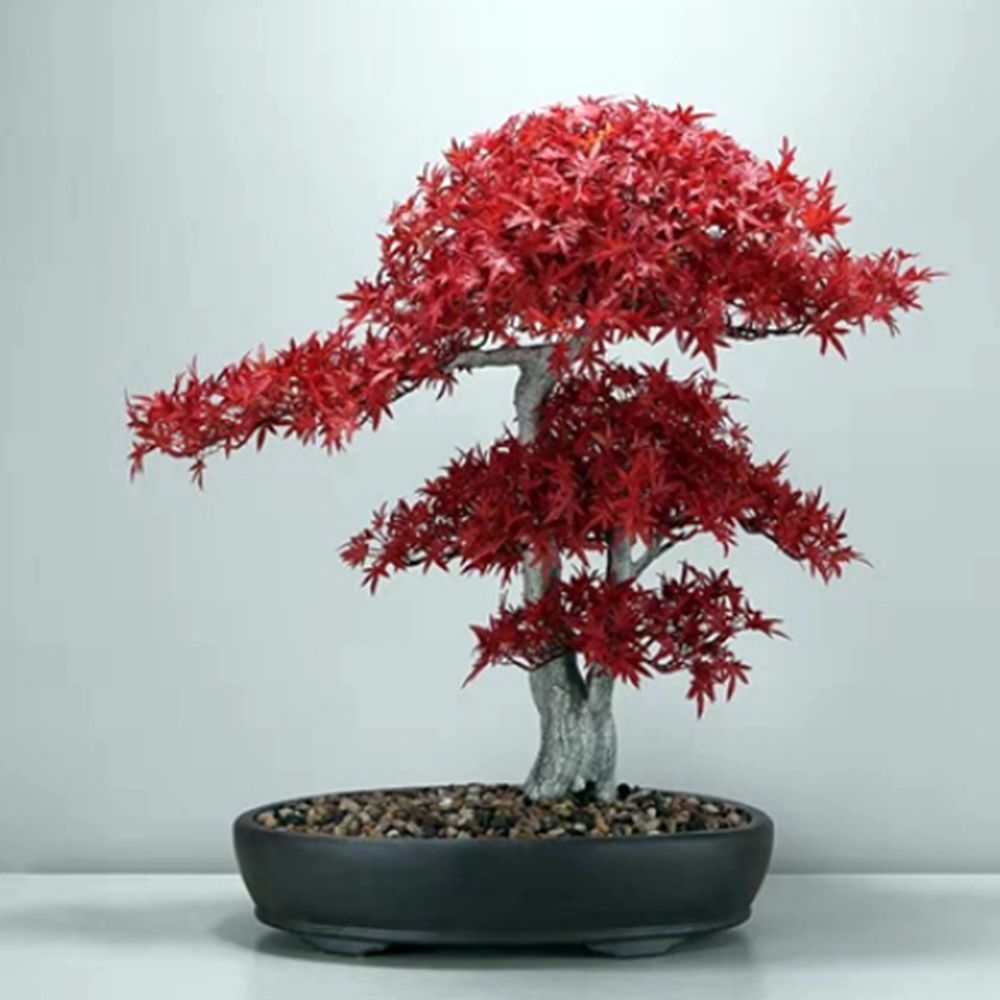 65cm 조화 4P 단풍나무