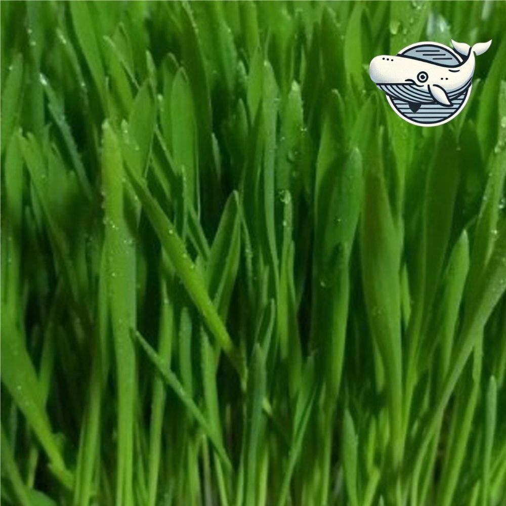 영양 가득 새싹 보리 씨앗 발아용 600g