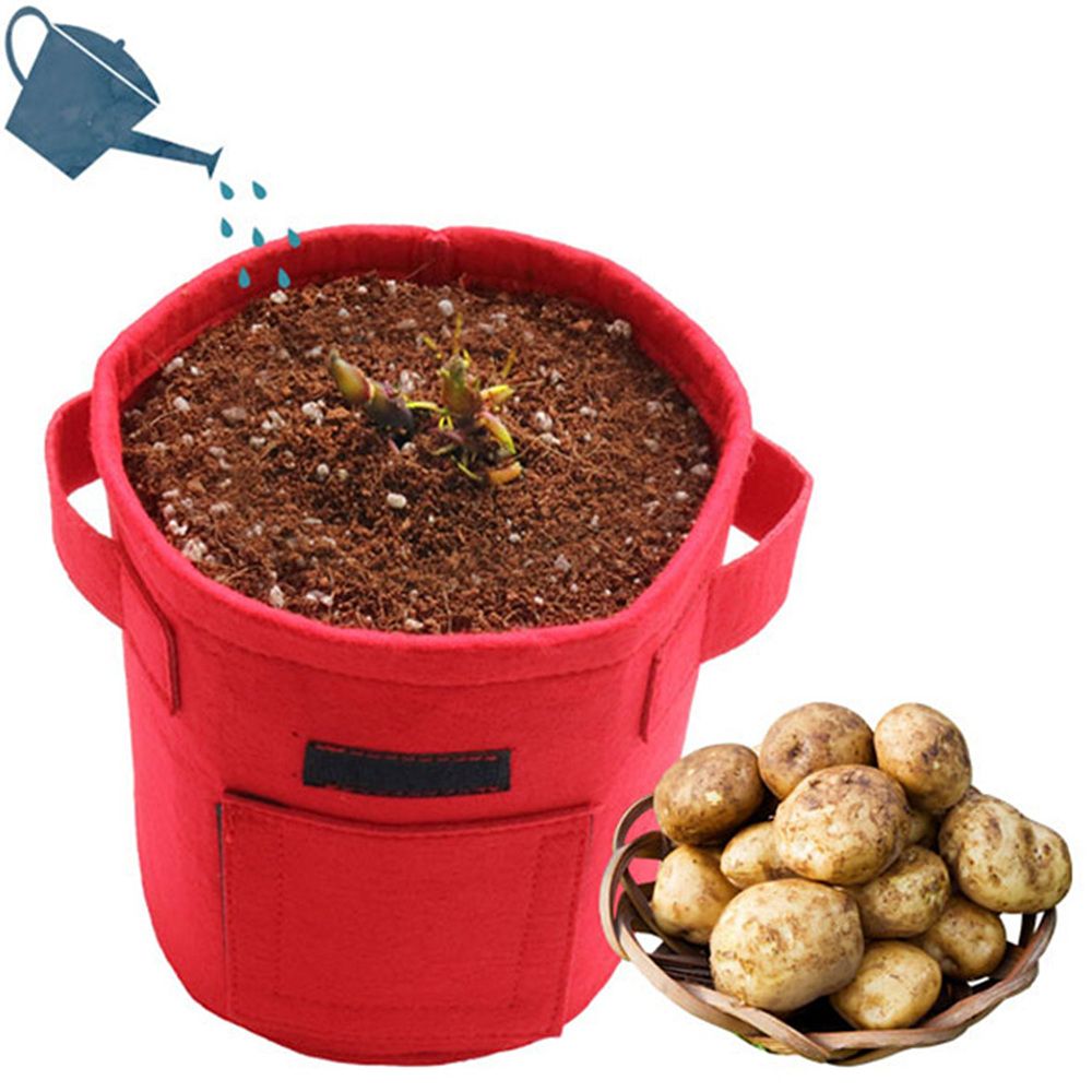 감자 키우기세트 키트 새싹 재배기 어린이 재배 체험