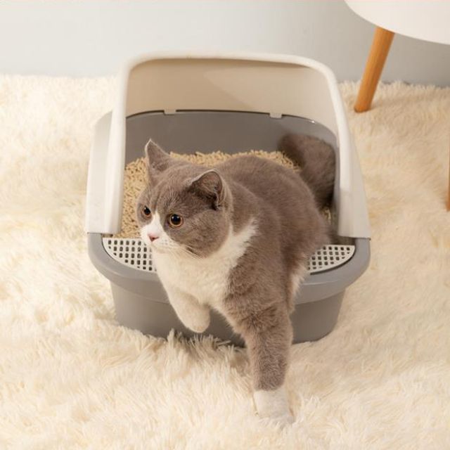 고양이 토일레 화장실 기본 오픈 데이
