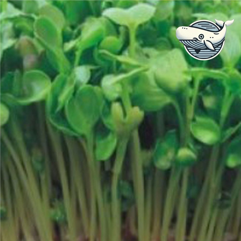 신선한 새싹재배 600g 건강한 채소 성장
