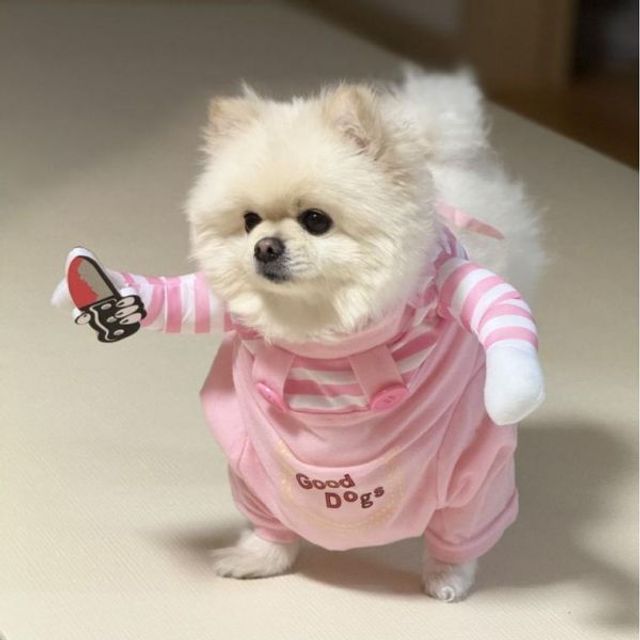 여름티 애견 소형견 조끼 XL 할로윈 유니폼 시티 강아