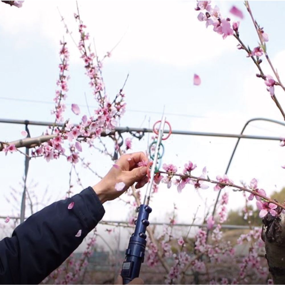 무선 전동 복숭아적화기 꽃따기 놀라운 작업효과 꽃솎아내기