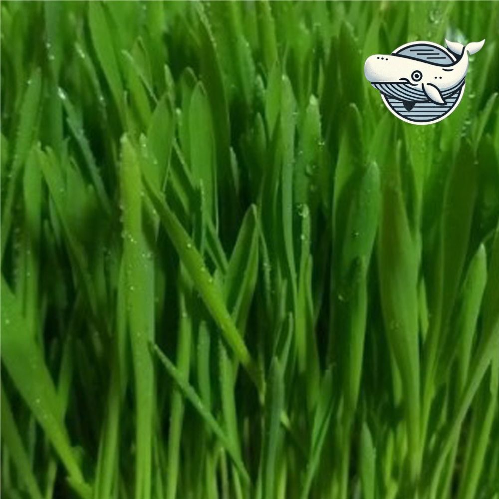 신선한 새싹 보리 채소 재배용 씨앗 300g