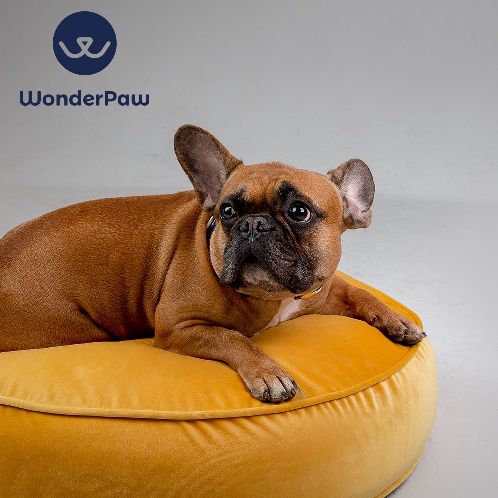 WonderPouf M사이즈 옐로 애견 쿠션 방석 고양이 쿠션