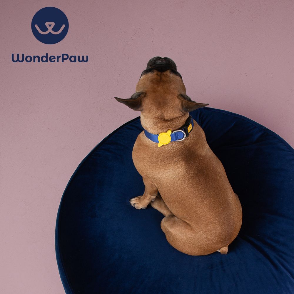 WonderPouf M사이즈 블루 애견 쿠션 방석 고양이 쿠션
