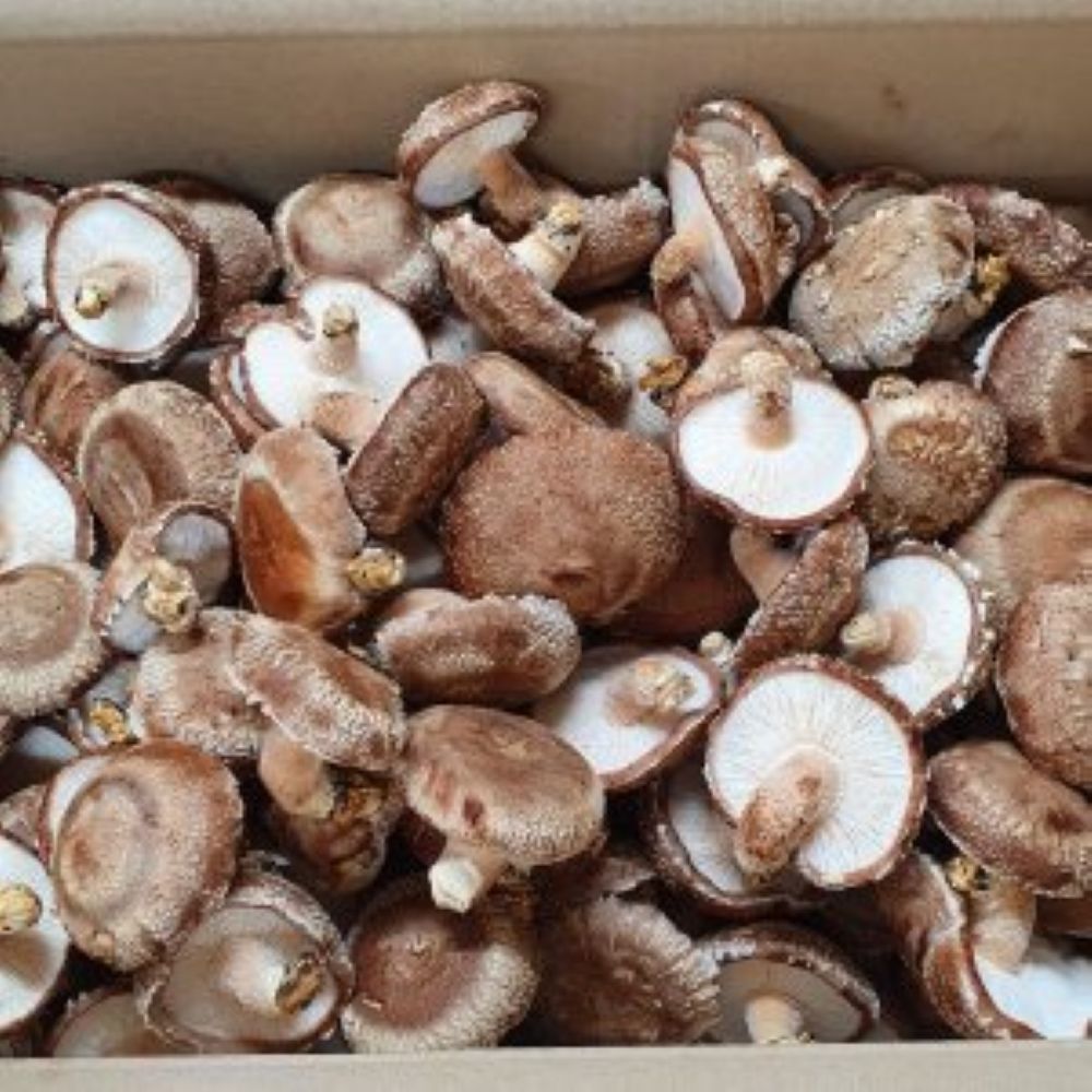표고버섯 가정용 5kg 못난이버섯 생표고버섯 생표고
