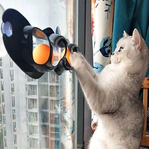 고양이