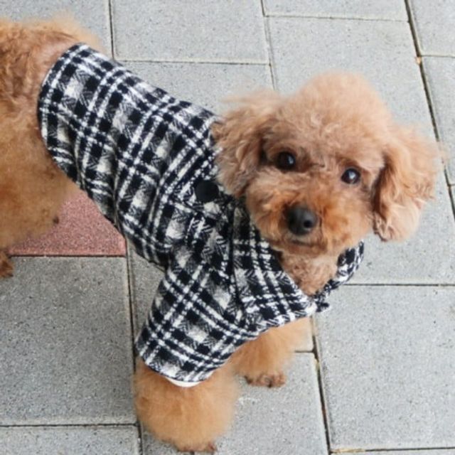 데일리펫용품 B0FD체크자켓