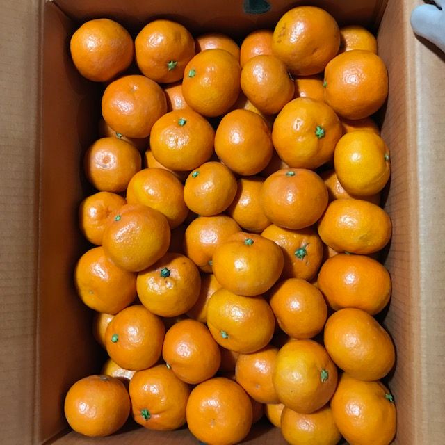불로초 감귤 1.5kg / 정품 / 로얄과 / 17~30입