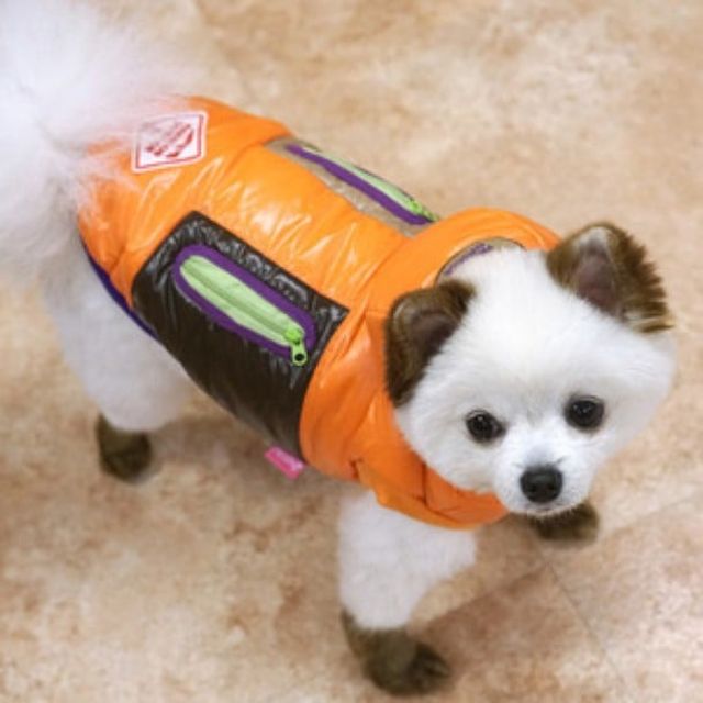 (패리스독) 강아지 고양이 오랜지 아이두 패딩