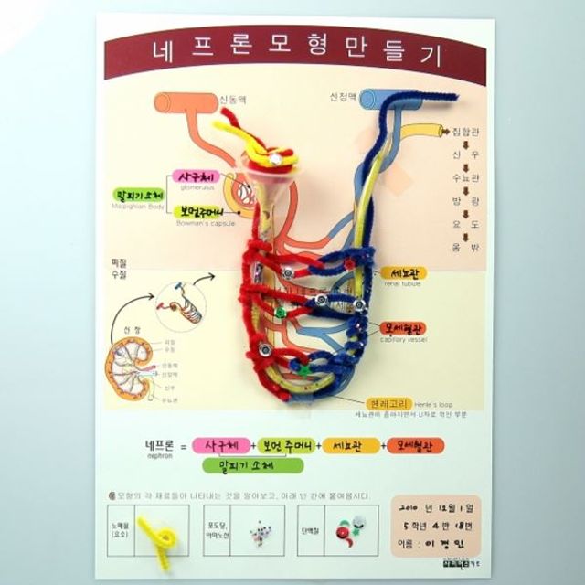 모형 4인세트 네프론 만들기 과학의날행사 영재 키트