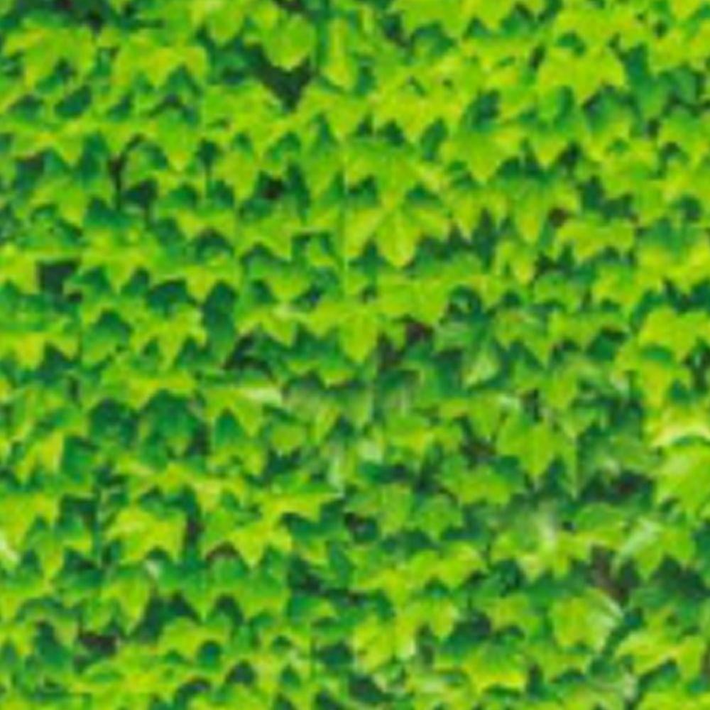 담장 담쟁이 덩굴 넝굴 식물 종자 품종 씨앗 500립