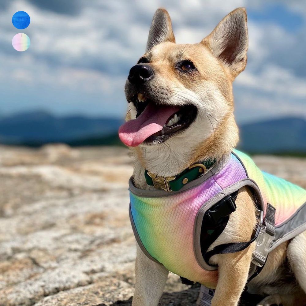 반려동물 조끼 쿨링베스트 기본 강아지 데이 댕댕이