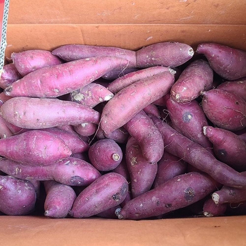 꿀밤고구마 못난이 5kg