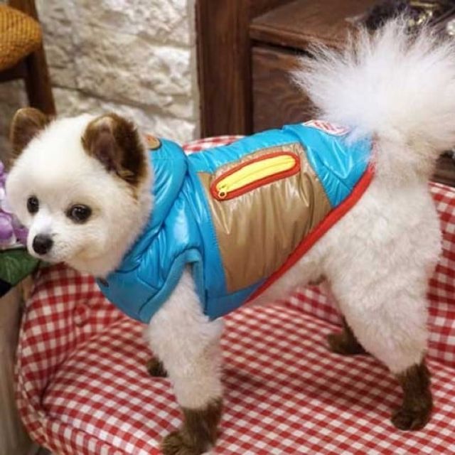 (패리스독) 강이지 고양이 아이두패딩 블루