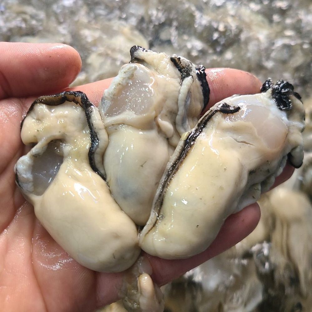 통영 생굴 1kg