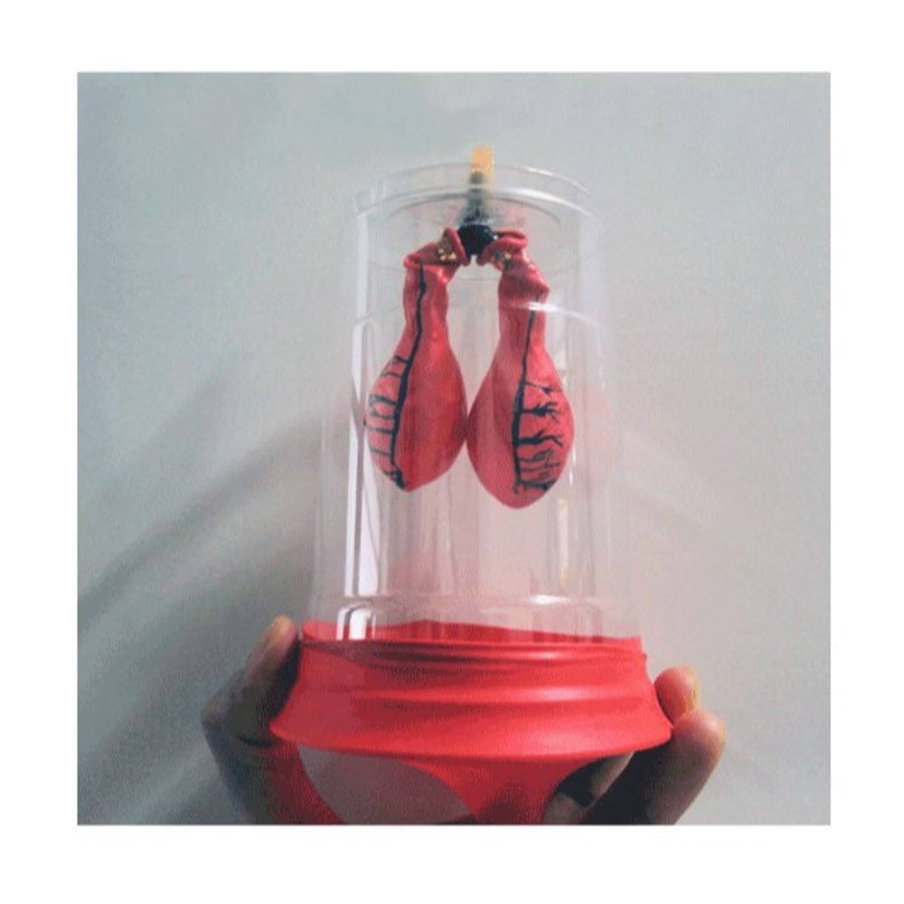 과학실험 허파모형만들기 10세트