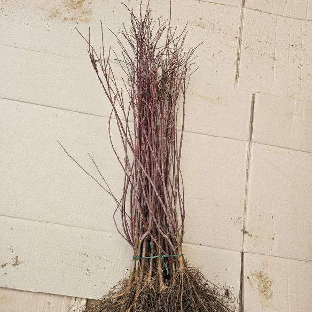 출성성(홍단풍나무) 특묘목 10주(키60cm)