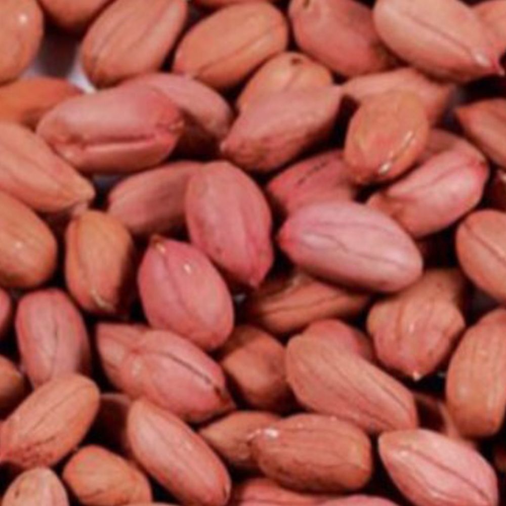 국산 땅콩 곡물 콩류 씨 종자 품종 식물 씨앗 500g