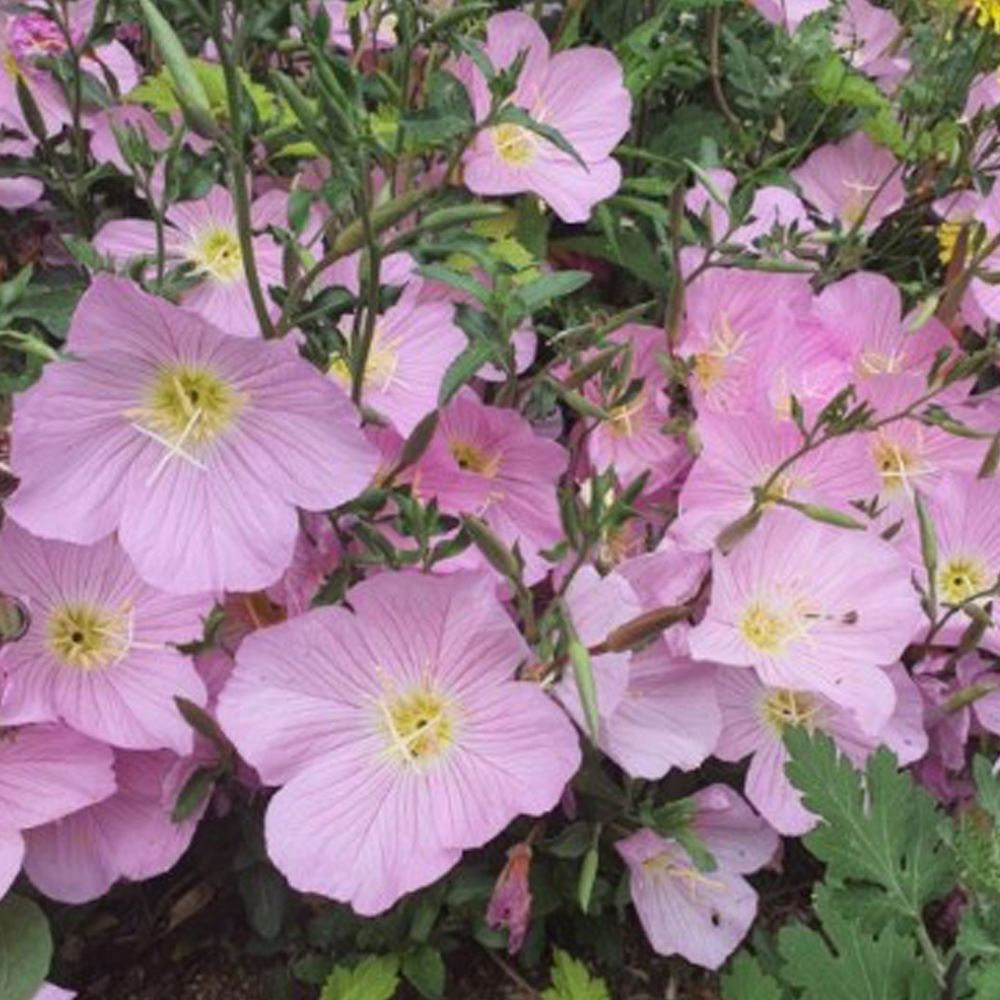 핑크 꽃 야생화 꽃씨 종자 달맞이꽃 씨앗 품종 5000립