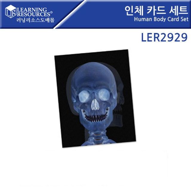 러닝리소스 인체 카드 세트 LER2929