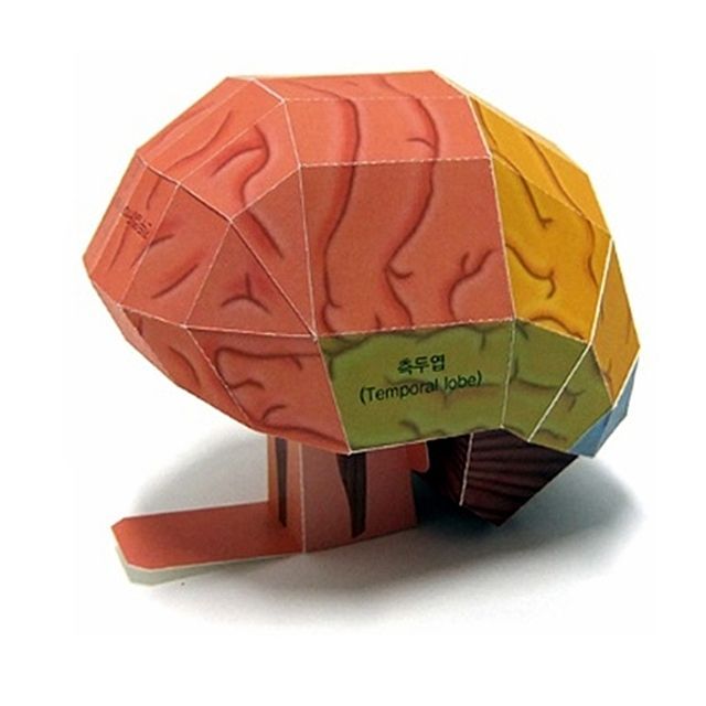 뇌 구조 도면 모형 5명 set