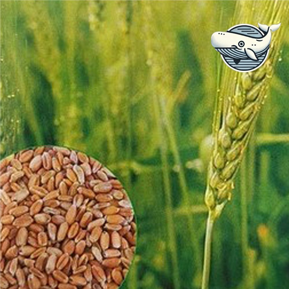 뿌리 건강 씨앗 종자 모종 발아식물 조선밀