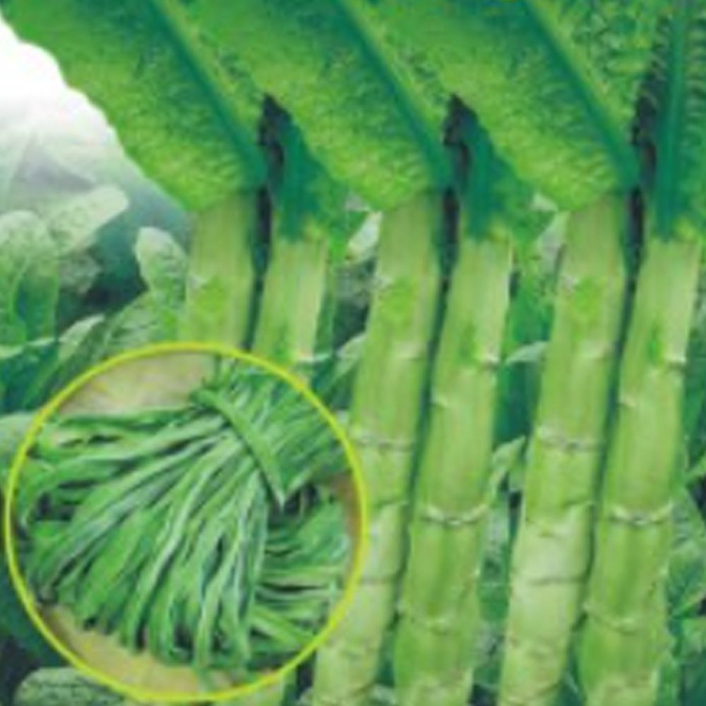 궁채 나물 줄기 상추 야채 쌈 채소 종자 씨앗 500립