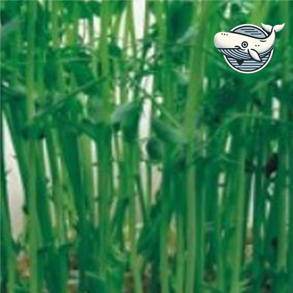 신선한 완두 콩 새싹 자가재배 씨앗 300g