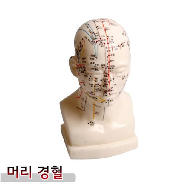 인체모형 머리경_혈 20cm PVC