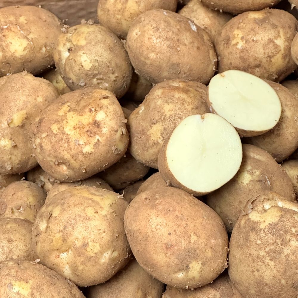 햇감자 수미감자 두백 감자 요리용 왕특 5kg