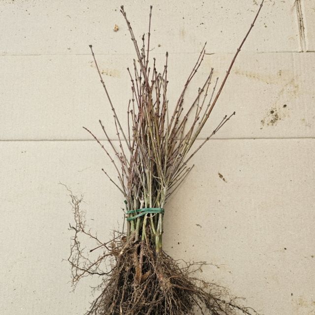 청희 (청단풍나무) 2년생 묘목 10주 (키30cm)