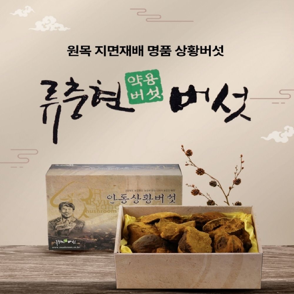 국산 상황버섯 약용버섯 중품 500g