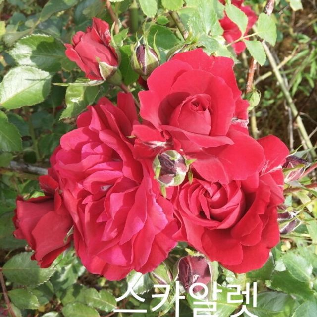 사계장미(넝쿨) 스칼렛 (빨강색) 포트(분) 키1.2m 1주