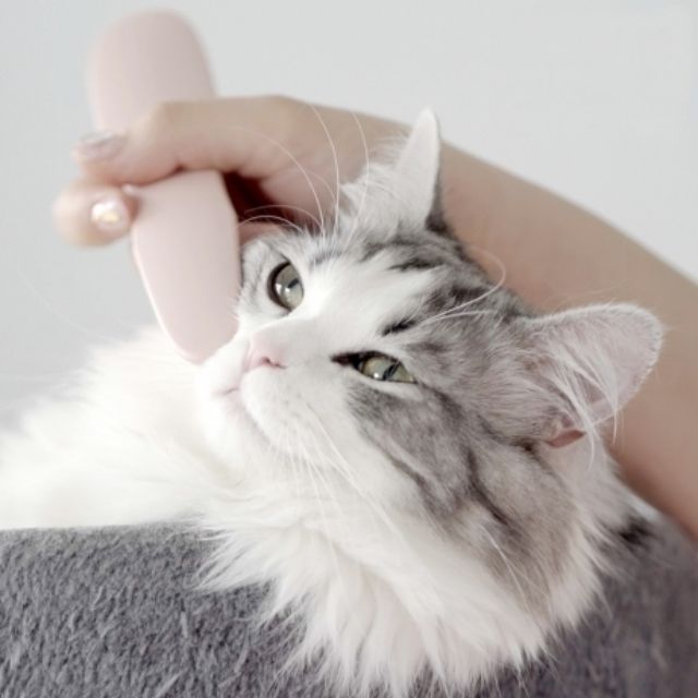 Groomy 정품 고양이 마사지 브러쉬 빗 반려동물 용품